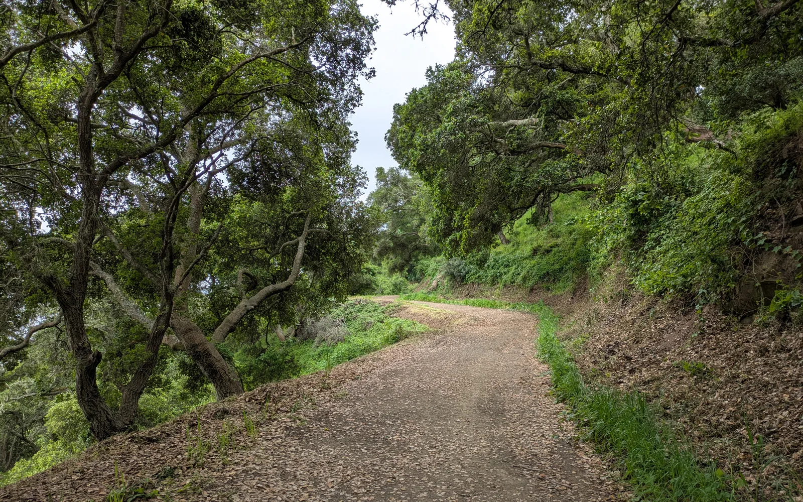 A scenic hiking trail through natural landscape with vegetation and open trail
